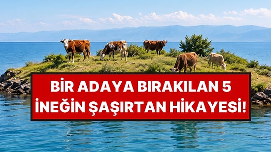 1871'de Bir Adaya Bırakılan 5 İnek, Yıllarca Bilinen Bir Teoriyi Çürüttü