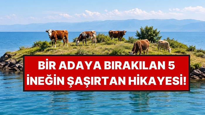 1871'de Bir Adaya Bırakılan 5 İnek, Yıllarca Bilinen Bir Teoriyi Çürüttü