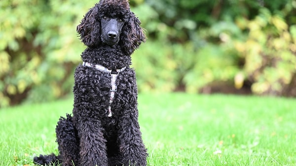 Poodle Göz Akıntısı ve Gözyaşı Lekesi Nasıl Temizlenir?