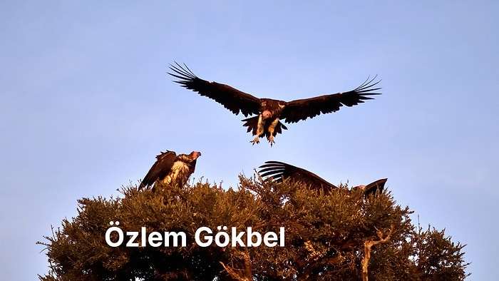Doğanın Kötü Şöhretli Kurtarıcıları: Akbabalar Olmasa Ne Olurdu?