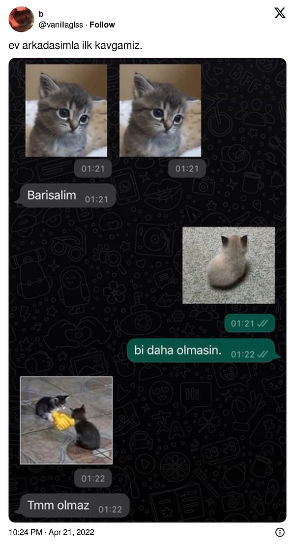 Ev arkadaşıyla ilk kavgaları kedi fotoğraflarıyla barıştı