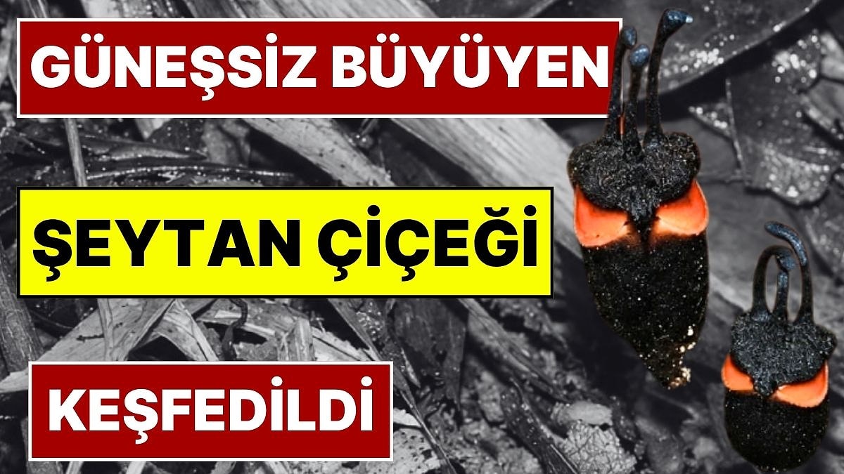 Bilim İnsanları Şaşkına Döndü: Güneşe İhtiyaç Duymayan 'Şeytan Çiçeği' Keşfedildi