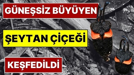 Bilim İnsanları Şaşkına Döndü: Güneşe İhtiyaç Duymayan 'Şeytan Çiçeği' Keşfedildi