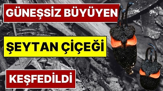 Bilim İnsanları Şaşkına Döndü: Güneşe İhtiyaç Duymayan 'Şeytan Çiçeği' Keşfedildi