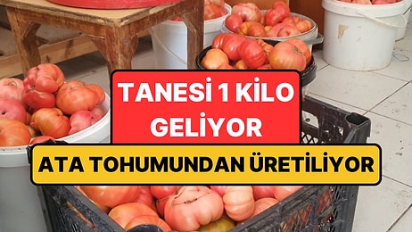 Ne Sera Etkisi Ne Takviye: Elazığ'da Yetişen Domateslerin Tanesi 1 Kilo Geliyor!