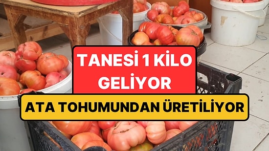 Ne Sera Etkisi Ne Takviye: Elazığ'da Yetişen Domateslerin Tanesi 1 Kilo Geliyor!