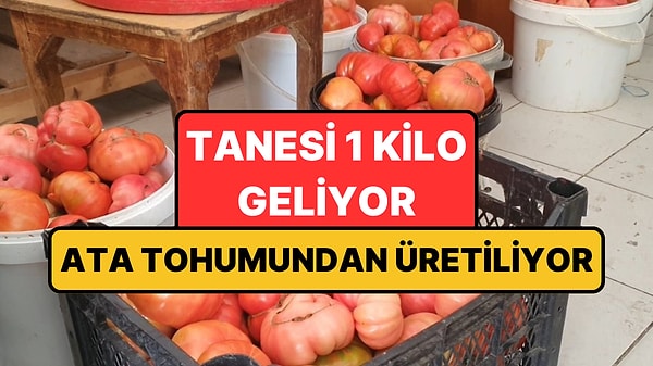 Ne Sera Etkisi Ne Takviye: Elazığ'da Domatesin Tanesi 1 Kilo