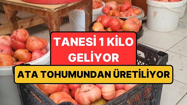 Ne Sera Etkisi Ne Takviye: Elazığ'da Yetişen Domateslerin Tanesi 1 Kilo Geliyor!
