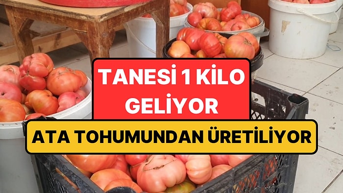 Ne Sera Etkisi Ne Takviye: Elazığ'da Yetişen Domateslerin Tanesi 1 Kilo Geliyor!