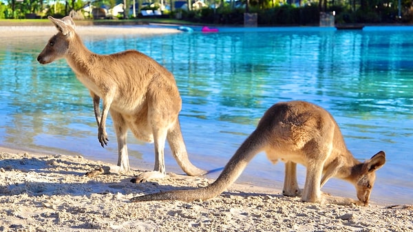 Kangurulardan Koalalara, Deniz Aslanlarından Penguenlere: Kangaroo Island