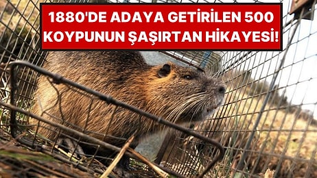 1880'de Kürkleri İçin Getirildiler, 150 Yıl Sonra Bir Adayı İşgal Ettiler