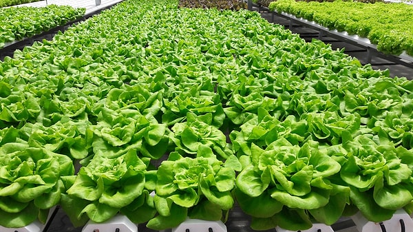 ECF Farmsystems'in kurucusu ve genel müdürü Nicolas Leschke, marulların neredeyse hiç toprak kullanılmadan özel tepsilerde günde birkaç kez besin çözeltisiyle sulanarak yetiştirildiğini anlattı.