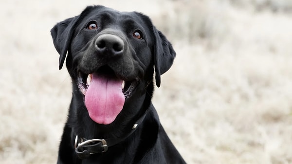 Köpek Maması Seçerken Nelere Dikkat Edilmeli? – 2026
