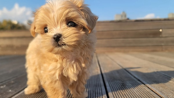 En İyi Köpek Maması Markaları: Mama Türüne Göre – 2026