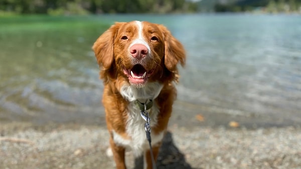 Köpek Maması Fiyat-Performans Rehberi – 2026