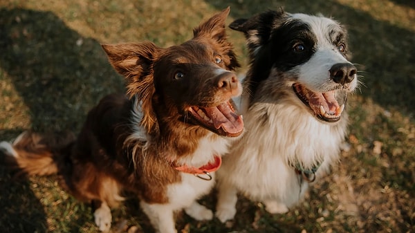 SSS: Köpek Maması Markaları Hakkında Merak Edilenler