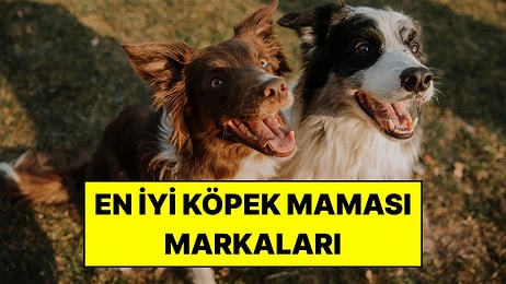 En İyi Köpek Maması Markaları