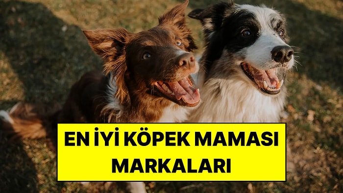 En İyi Köpek Maması Markaları