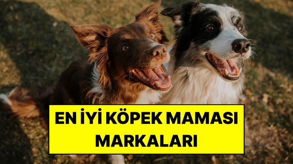 En İyi Köpek Maması Markaları
