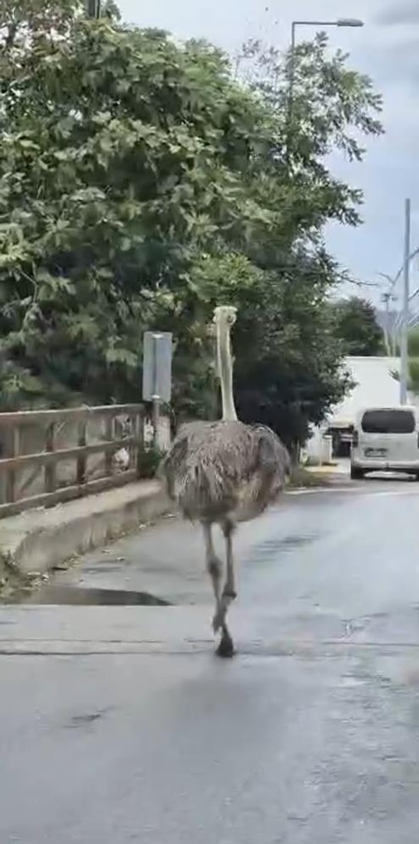 Şile'de Kumbaba Caddesi üzerinde başıboş şekilde dolaşan bir deve kuşu, kısa sürede trafikte kaosa ve şaşkınlığa yol açtı.