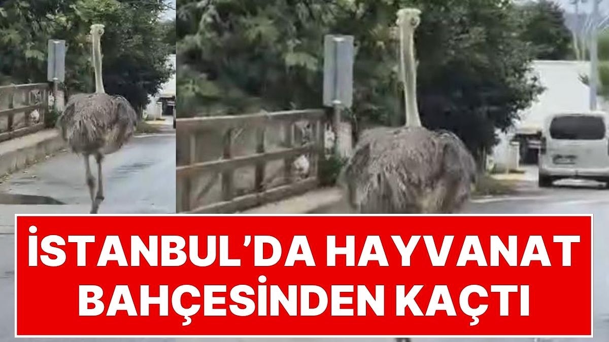 İstanbul’da Hayvanat Bahçesinden Kaçan Deve Kuşu Ortalığı Birbirine Kattı