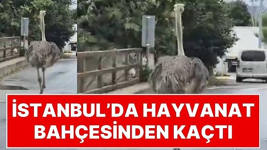 İstanbul’da Hayvanat Bahçesinden Kaçan Deve Kuşu Ortalığı Birbirine Kattı