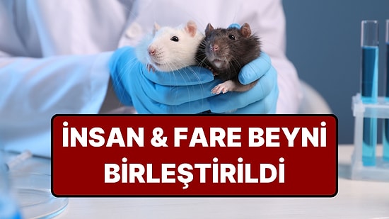 Bilimde Çığır Açan Gelişme: Yarı İnsan, Yarı Fare Beyni Yapıldı