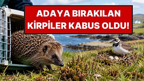 1974 Yılında Adaya Bırakılan Kirpiler, Yıllar Sonra Kabus Haline Geldi