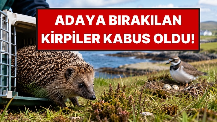 1974 Yılında Adaya Bırakılan Kirpiler, Yıllar Sonra Kabus Haline Geldi