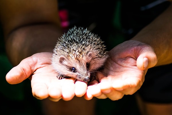 The project team is heralding this transportation system as a pioneering initiative for the conservation of the species.