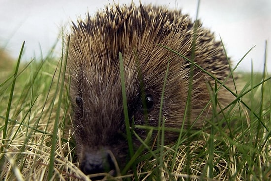 Brought to Eat Garden Snails, Hedgehogs Became a Whole Island's Worst Nightmare