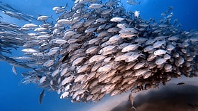 Plastic Grass on the Ocean Floor: New Zealand's Bold Experiment Attracts Swarms of Fish