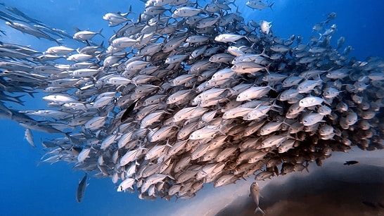 Plastic Grass on the Ocean Floor: New Zealand's Bold Experiment Attracts Swarms of Fish