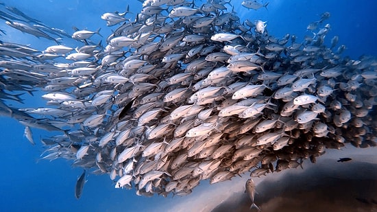 Plastic Grass on the Ocean Floor: New Zealand's Bold Experiment Attracts Swarms of Fish