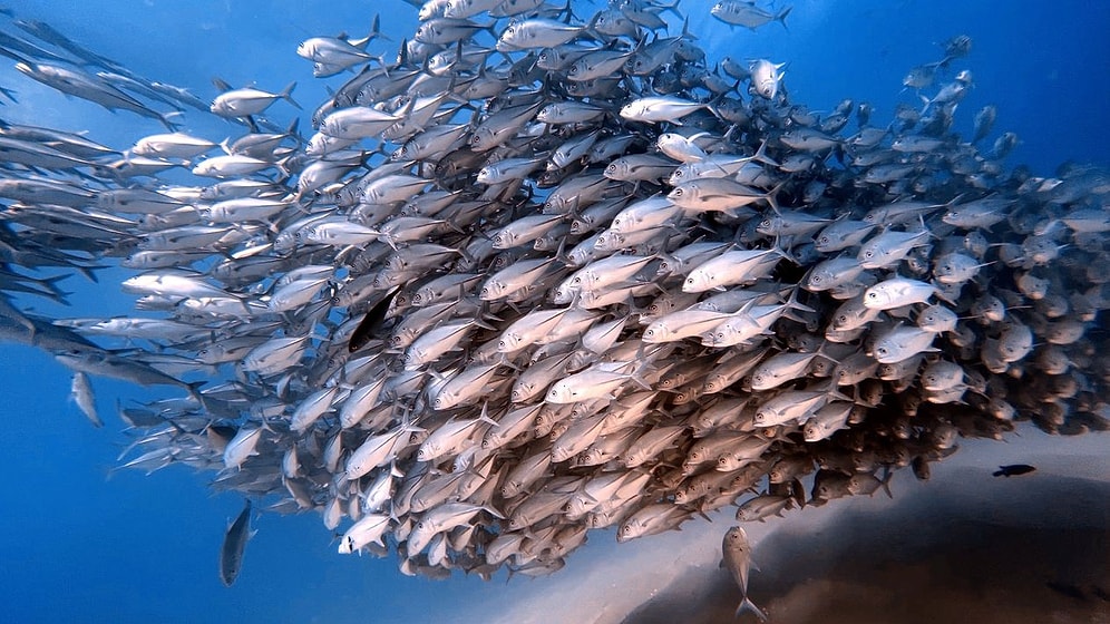 Plastic Grass on the Ocean Floor: New Zealand's Bold Experiment Attracts Swarms of Fish