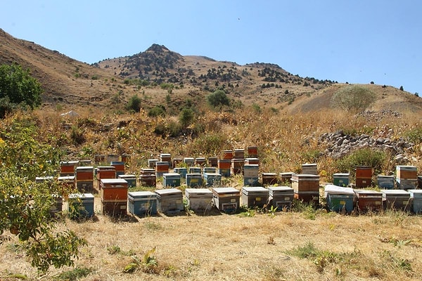 Şırnaklı üretici 10 kovanla adım attığı arıcılık sektöründe kısa sürede 450 kovana ulaşarak kendi markasını oluşturmayı başardı.