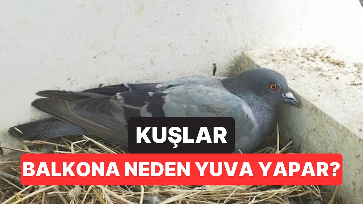 Kuşların Balkona Yuva Yapması Bakın Ne Anlama Geliyormuş!