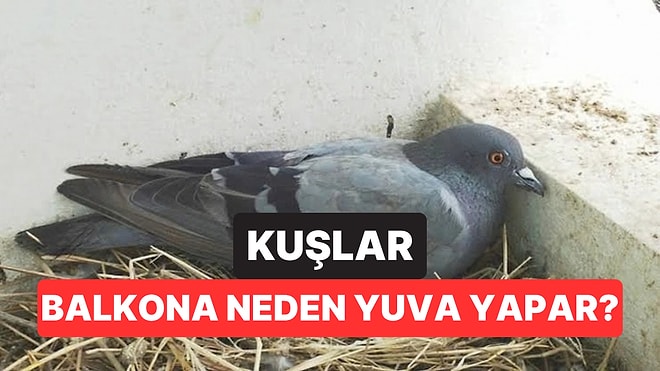 Kuşların Balkona Yuva Yapması Bakın Ne Anlama Geliyormuş!