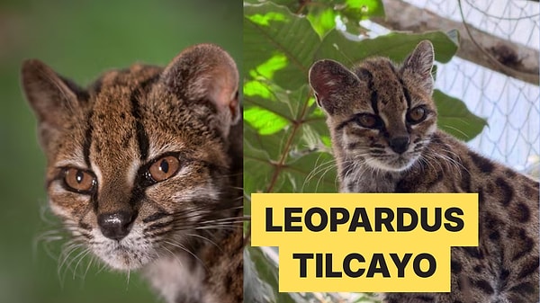 100 Yıl Sonra Yeni Bir Kedi Türü Keşfedildi