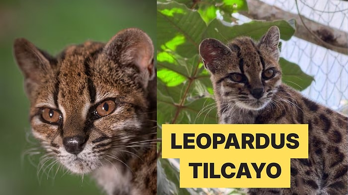 Bilim Dünyası Şaşkın: 100 Yıl Sonra Yepyeni Bir Kedi Türü Bulundu