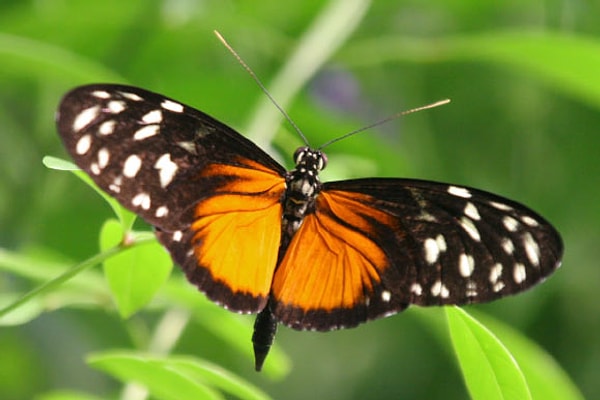 Heliconius Hecale Yaşlandıkça Kas Gücünü Hiç Kaybetmedi