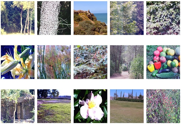 Berkeley Ekibi Soruyu Çözmek İçin 500'den Fazla Doğa Fotoğrafını Bilgisayarla Tek Tek Taradı.