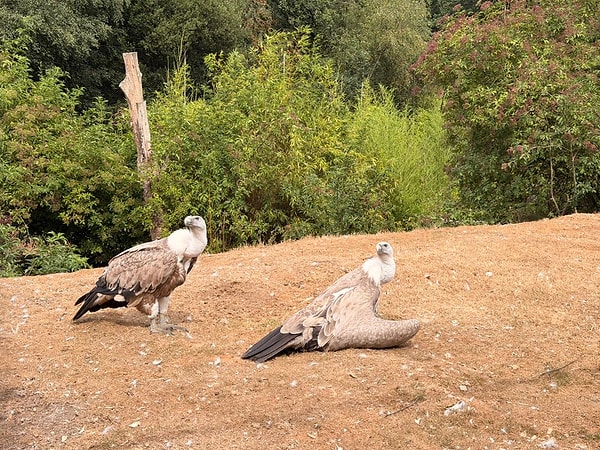 2010 ile 2020 arasında İspanya, Fransa ve çeşitli Avrupa hayvanat bahçelerinden getirilen 61 kızıl akbaba, parktaki bir alıştırma kafesinden doğaya salındı.