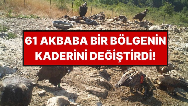 61 Akbaba Bölgenin Kaderini Değiştirdi: Yıllar Sonra Yeniden Çoğaldılar