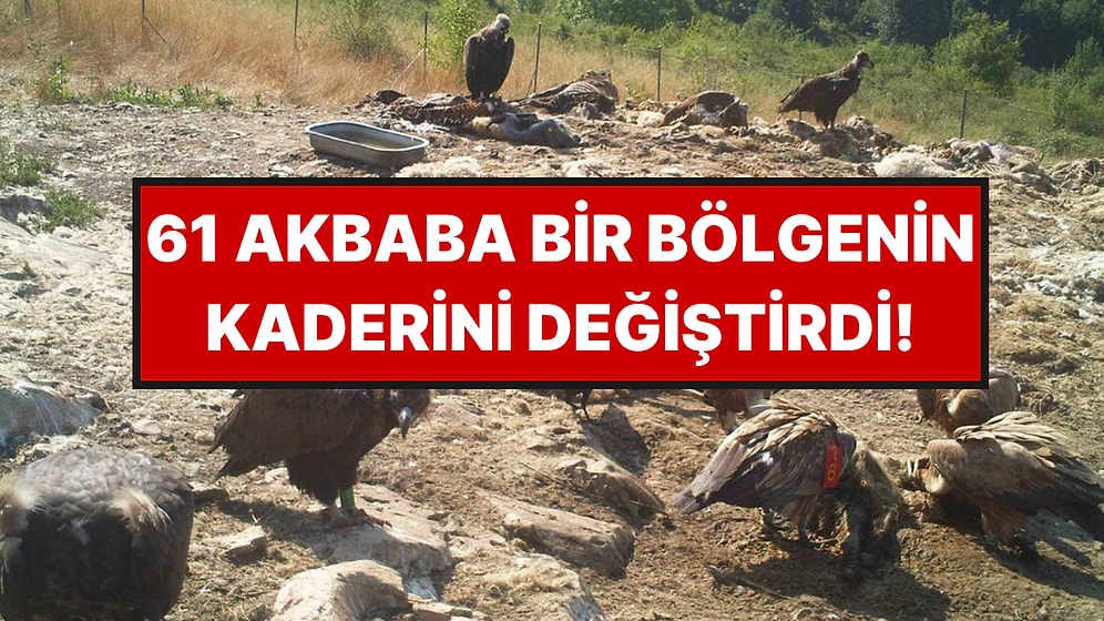 61 Akbaba Bölgenin Kaderini Değiştirdi: Yıllar Sonra Yeniden Çoğaldılar