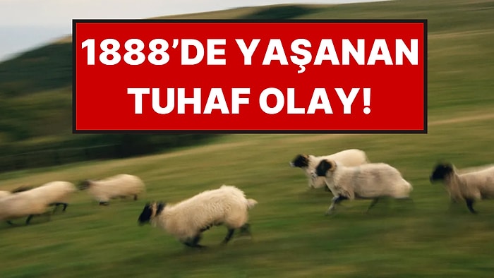 1888’de Yaşanan Tuhaf Olay: Binlerce Koyun Aynı Anda Kaçmaya Başladı
