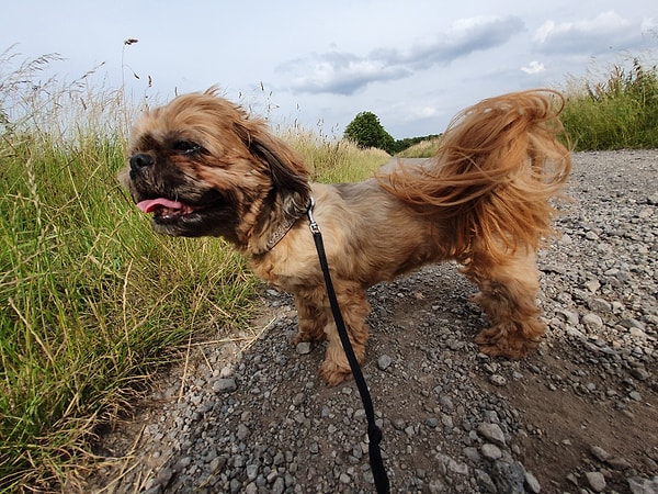 Hissetmek Normal ama Uygulamak Değil: Köpekler Hoşlanmıyor