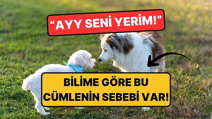 Bilim Yanıtlıyor: Yavru Kedi ve Köpekleri Neden "Seni Yerim" Diye Seviyoruz?