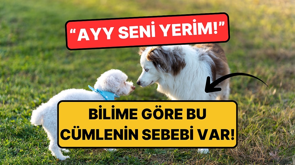 Bilim Yanıtlıyor: Yavru Kedi ve Köpekleri Neden "Seni Yerim" Diye Seviyoruz?