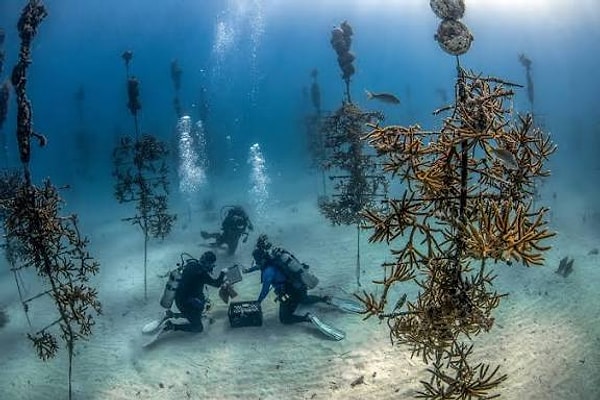Küçük Bir Okul Deneyi Küresel Bir Deniz Kurtarma Hamlesine Dönüştü